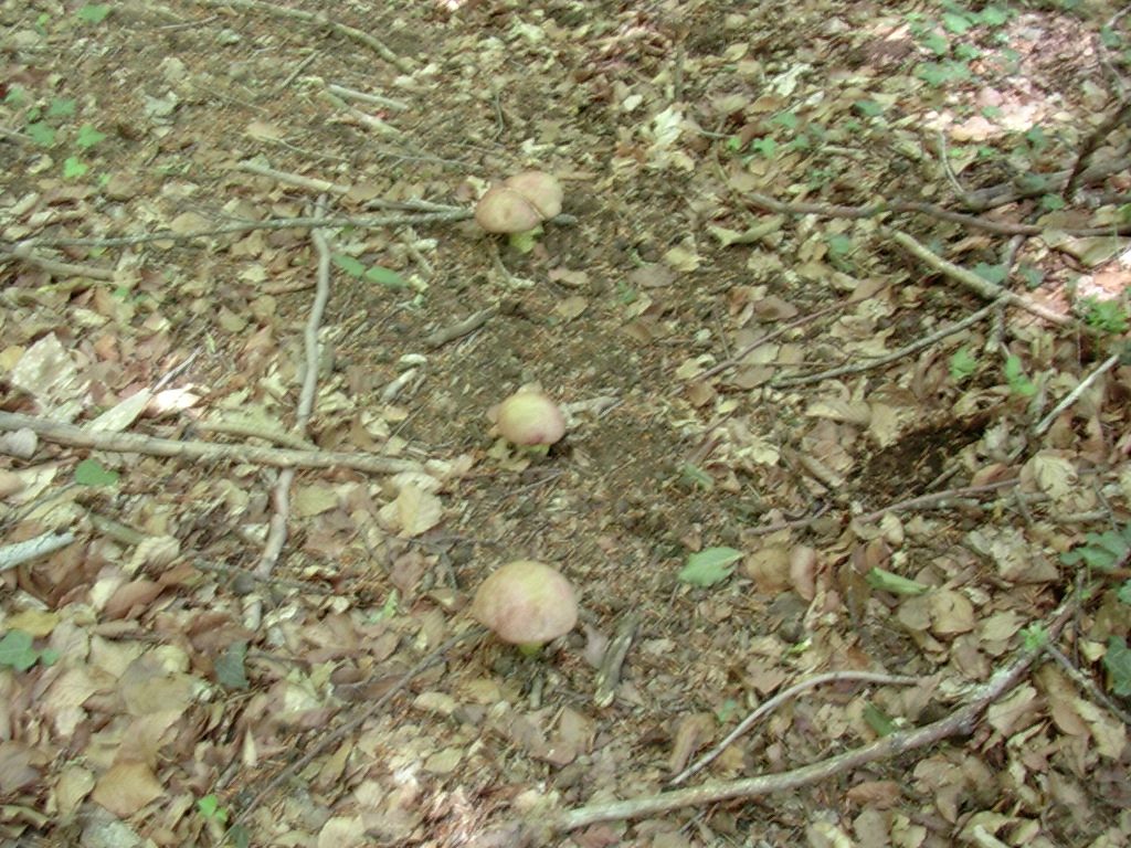 2037 Giugno vecchio ritrovamentto